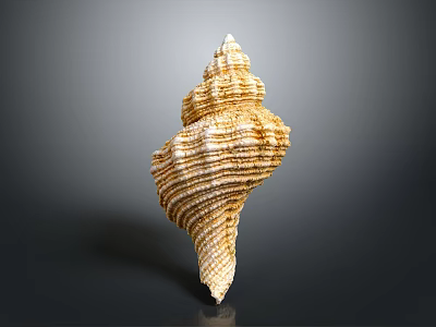 Elegant Natural Marine Shell With Spiral Shape And Intricate Textured Surface 3d model