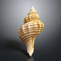 Elegant Natural Marine Shell With Spiral Shape And Intricate Textured Surface