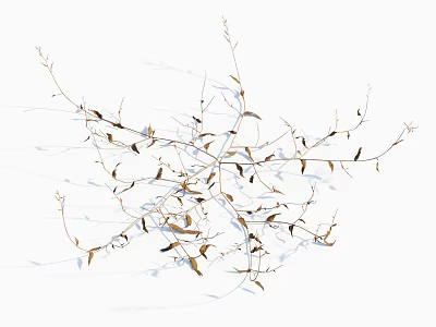 Delicate Organic Dried Vines And Leaves Display On White Background 3d model