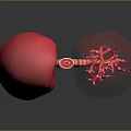 Human Lungs 3D Model with Red Color and Trachea Anatomical Structure 3d model
