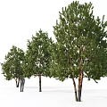 Modern Tree Spruce Pine, Pinus sylvestris, Pine Cedar 3d model