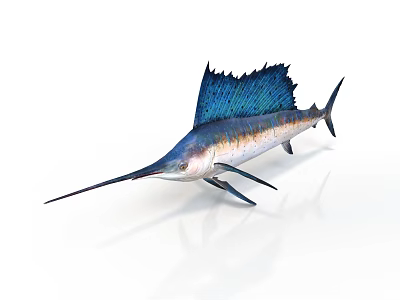 Swordfish With Long Bill And Blue Dorsal Fin On White Background 3d model
