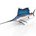 Swordfish With Long Bill And Blue Dorsal Fin On White Background