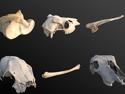 Various Types of Animal Skulls And Bones For Natural History Collection 3d model Various Types of Animal Skulls And Bones For Natural History Collection 3d model