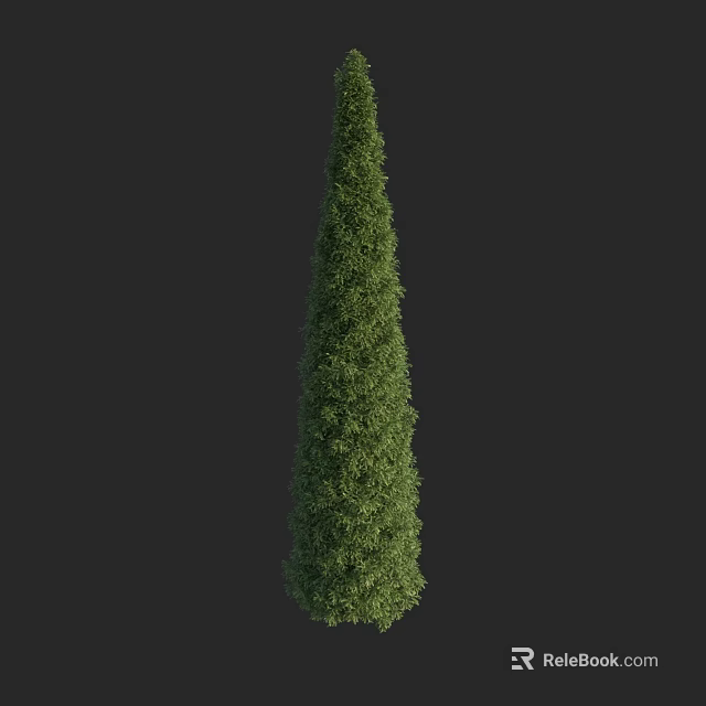 Evergreen Tree with Conical Shape and Dense Green Foliage Isolated on Dark Background 3d model