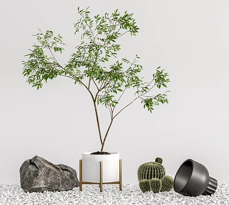 Modern Potted Plant Potted Stone Cactus Pebbles 3d model