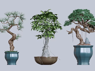 Three Different Bonsai Plants in Blue and Brown Ceramic Pots for Indoor Ornamental Decor 3d model