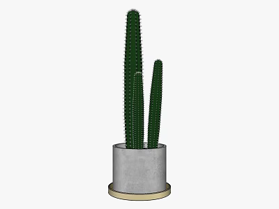 Tall Cactus Potted Plant With Gray Concrete Pot And Gold Base 3d model