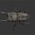 Stag Beetle With Large Mandibles And Dark Exoskeleton Isolated On Gray Background