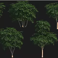 Arbor Tree Varieties Including Octopus Tree Hibiscus and Silver Wattle 3d model