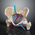 Anatomical Pelvis 3D Model With Detailed Vascular Structure And Colored Blood Vessels