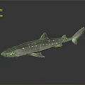Gray Shark With White Spots On Sleek Body And Reflective Surface 3d model