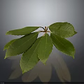 Multiple Fresh Green Plant Leaves With Serrated Edges On Dark Background