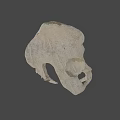 Detailed White Human Pelvis Model on Dark Background for Anatomical Study