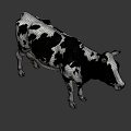 Black and White Spotted Cow with Horns Standing on Gray Background