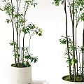 Indoor Potted Plants With Slender Stems And Green Leaves In White Pots