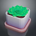 Green Succulent Plant With Lotus Like Leaves In White Square Pot Under Pink Tray