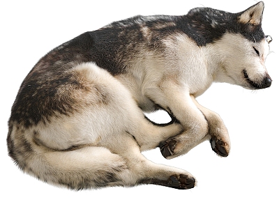 Pet dog husky 3d model