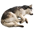 Pet dog husky 3d model