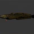 Lungfish With Brown Yellow Striped Long Body And Fins On Gray Background