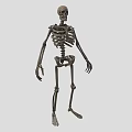 Organ System Human Skeleton Model With Anatomical Structure Educational