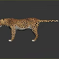 A Yellow Leopard with Black Spots Standing on Dark Reflective Surface