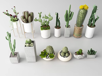 Various Potted Cactus Plants With Yellow Flowers In White Gray And Woven Pots 3d model