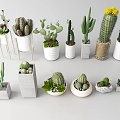 Various Potted Cactus Plants With Yellow Flowers In White Gray And Woven Pots