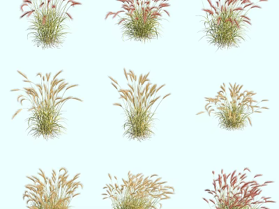Various Types of Ornamental Grasses with Red Yellow and Green Foliage for Garden Decoration 3d model