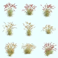 Various Types of Ornamental Grasses with Red Yellow and Green Foliage for Garden Decoration