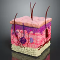 Educational Medical Device 3D Skin Structure Anatomical Model for Medical Training