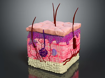 Educational Medical Device 3D Skin Structure Anatomical Model for Medical Training 3d model