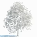 Tall Tree With Lush Green Foliage And Strong Trunk Isolated On White Background