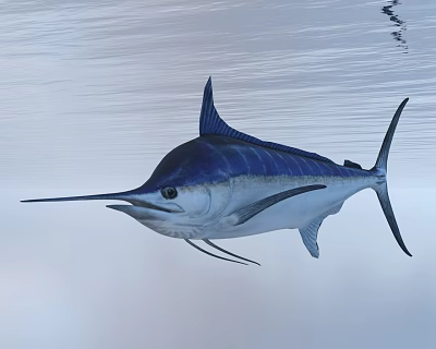 Blue and Silver Swordfish Swimming Near Calm Ocean Water Surface 3d model