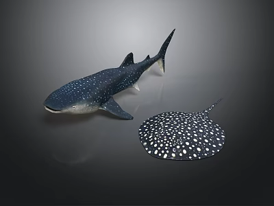 Whale Shark And Spotted Ray Detailed Ocean Creature Models On Dark Surface 3d model