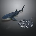 Whale Shark And Spotted Ray Detailed Ocean Creature Models On Dark Surface