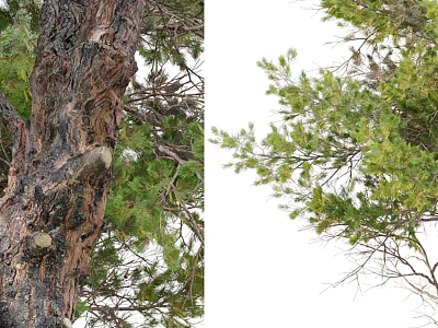 Arbor Tree Trunk With Rough Bark Texture And Lush Green Branches Leaves 3d model