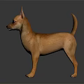 Light Brown Chihuahua Dog Standing On Dark Reflective Surface With Ears Perked And Alert Expression