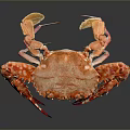 Fresh Orange White Spotted Crab With Red Legs Claws On Gray Reflective Background
