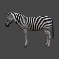 Detailed Realistic Zebra With Black And White Stripes Standing In Studio