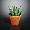 Healthy Green Succulent Plant with Spotted Leaves in Terracotta Pot on Dark Background