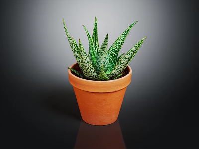 Healthy Green Succulent Plant with Spotted Leaves in Terracotta Pot on Dark Background 3d model