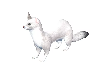Ermine With White Fur Black Tail Tip Pointed Ears And Sleek Body In Standing Posture 3d model