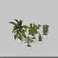 Assorted Potted Bonsai Plants with Different Green Leaves in White Pots