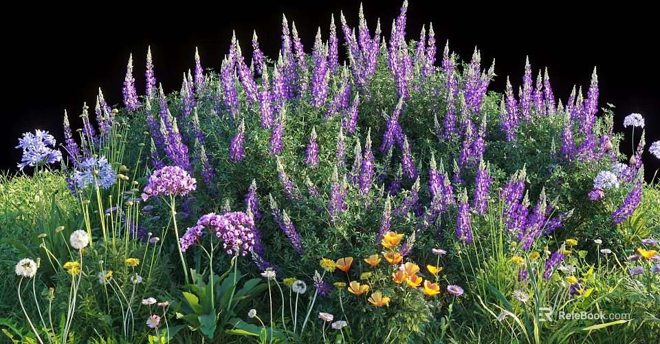 Blooming Purple Lupines With Pink Yellow Flowers And Green Leaves In Garden 3d model 