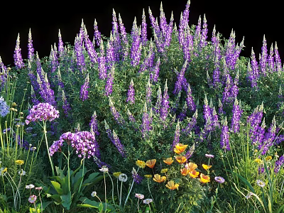 Blooming Purple Lupines With Pink Yellow Flowers And Green Leaves In Garden 3d model