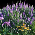 Blooming Purple Lupines With Pink Yellow Flowers And Green Leaves In Garden