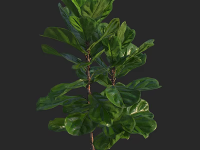 Lush Green Indoor Plant With Vibrant Foliage And Healthy Leaves For Home Decor 3d model