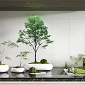 Modern Indoor Garden Ornaments With Various Green Plants And White Planters On Marble Countertop