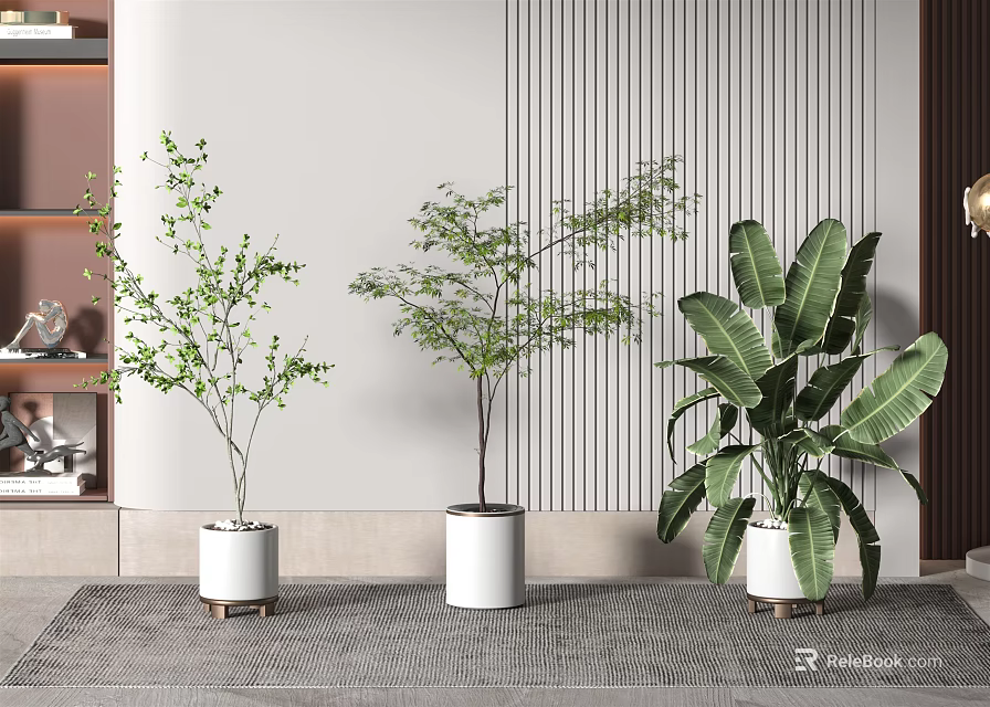 Indoor Bonsai Potted Plants with White Pots and Green Foliage in Modern Room 3d model 